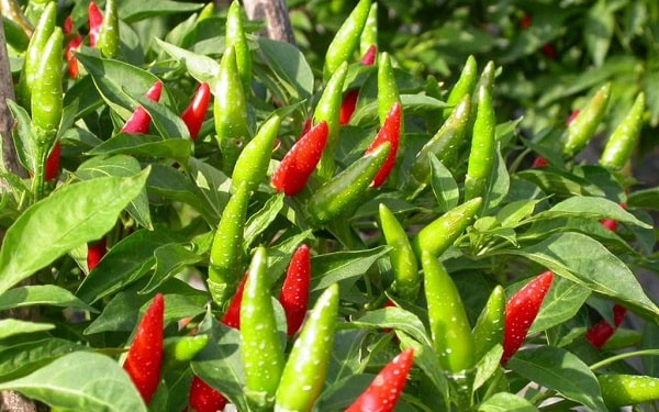 Mỡ máu cao nên ăn gì