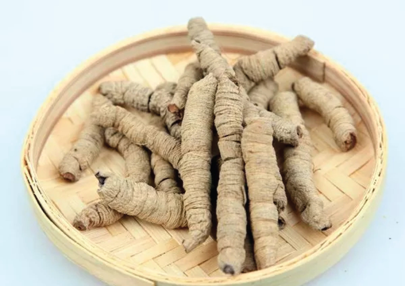 Ba kích kết hợp cùng đông trùng giúp tăng sinh lực