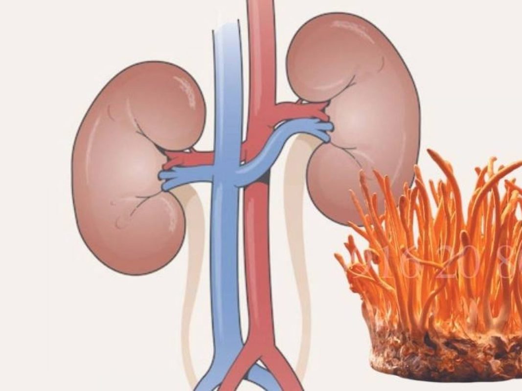 Dùng đông trùng hạ thảo không đều làm giảm hiệu quả hỗ trợ thận yếu