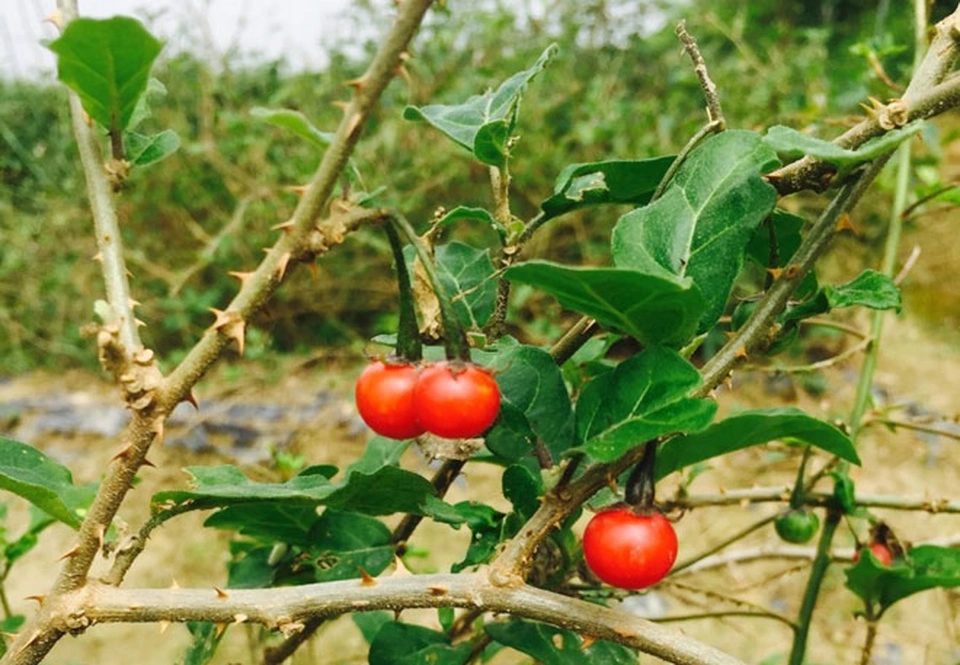 Cà gai leo giúp thải độc gan an toàn và hiệu quả