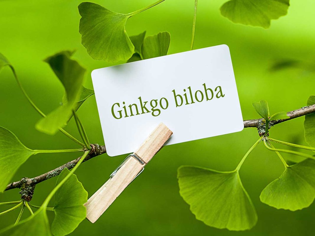 Ginkgo biloba giúp lưu thông máu tốt