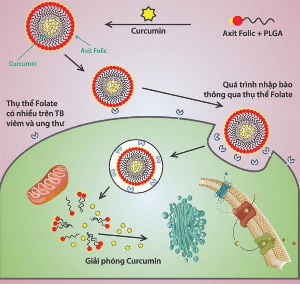 Cơ chế tác dụng của Curcumin  kết hợp Axit Folic trong hỗ trợ giảm viêm