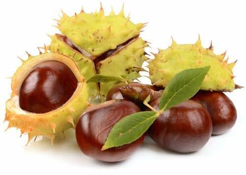 Chiết xuất hạt dẻ ngựa giúp giảm sưng, đau