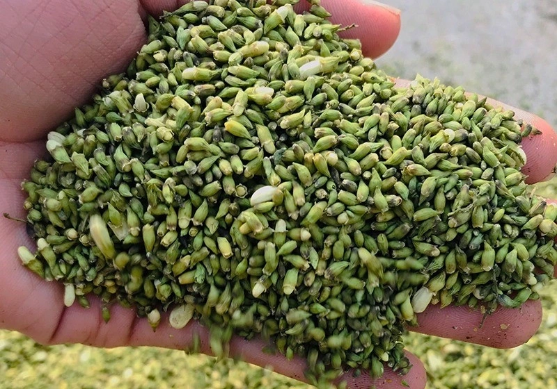 Hoa hòe giàu rutin giúp hỗ trợ làm bền thành mạch