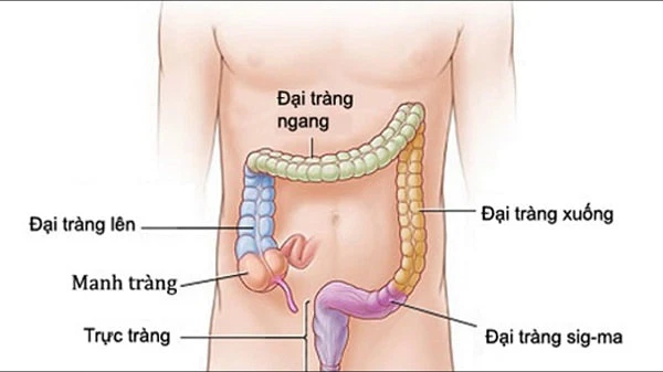 Sơ đồ vị trí đại tràng và ảnh hưởng của đại tràng co thắt