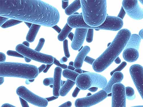 Sự kết hợp Probiotic và FOS tạo hiệu ứng kép hỗ trợ đại tràng co thắt.