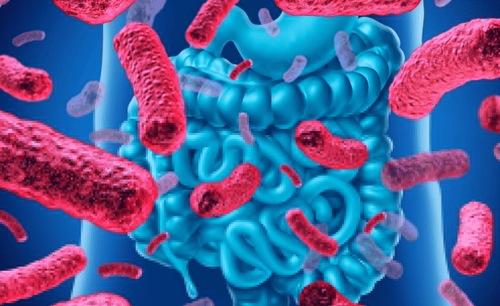 Men vi sinh giúp cân bằng hệ vi sinh, hỗ trợ làm lành niêm mạc