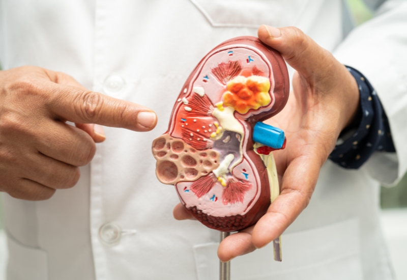 Sơ đồ minh họa vai trò của thận trong cơ thể người