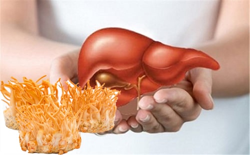 Đông trùng hạ thảo được dùng trong y học cổ truyền