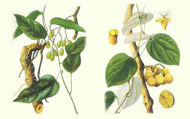  Berberin – “Kháng sinh tự nhiên” giúp ổn định đường huyết