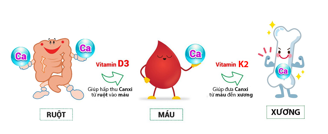 Canxi kết hợp D3 và K2 giúp hỗ trợ thần kinh và tuần hoàn