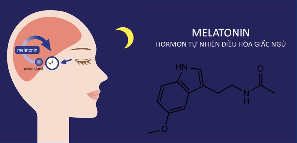 Melatonin – hormone điều hòa giấc ngủ 