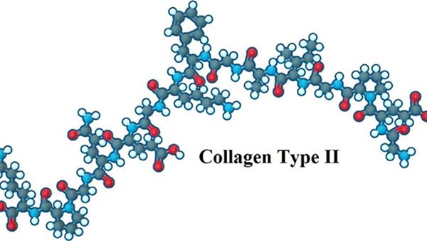 cấu trúc sụn khớp và vai trò của collagen type 2