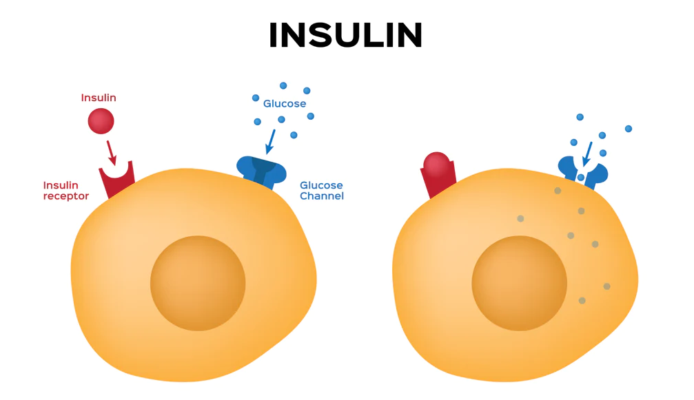 Kháng insulin là tình trạng tế bào đáp ứng kém với insulin khiến đường khó đi vào tế bào
