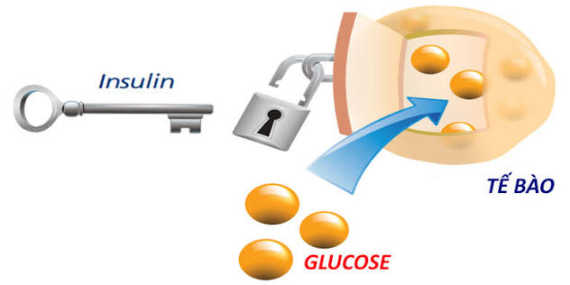Kháng insulin và câu chuyện chiếc chìa khóa, ổ khóa 