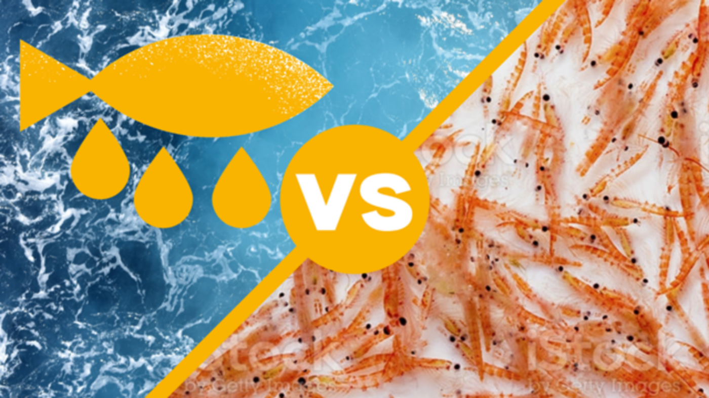 Phân biệt Omega-3 từ cá và Omega-3 từ nhuyễn thể