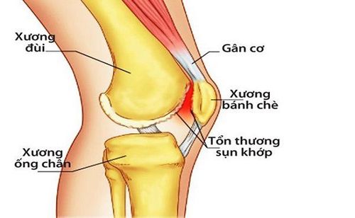 Cấu tạo bên trong khớp gối 