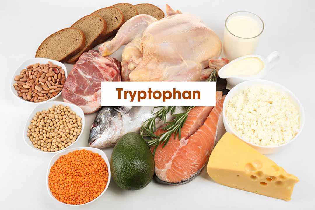 Sơ đồ tryptophan từ protein tham gia con đường tạo serotonin và melatonin